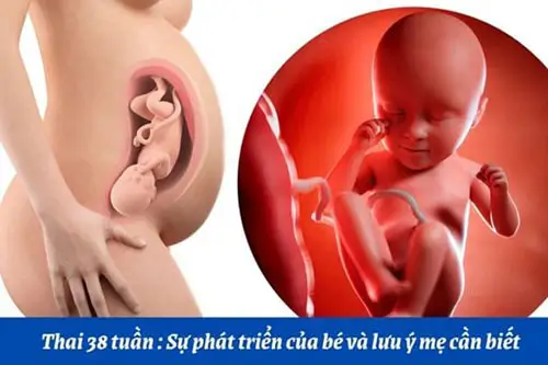Sự phát triển của thai ở tuần thai thứ 38