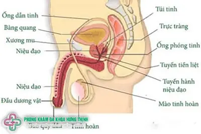 Dấu hiệu nhận biết vô sinh ở nam giới