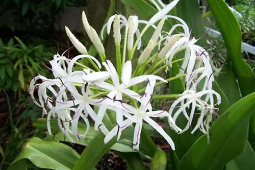 Sử dụng trinh nữ hoàng cung