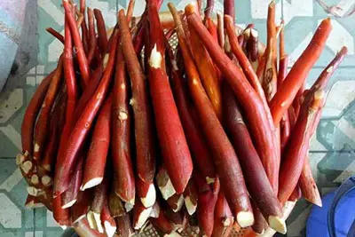 Dùng rễ cau là cách điều trị xuất tinh sớm hiệu quả