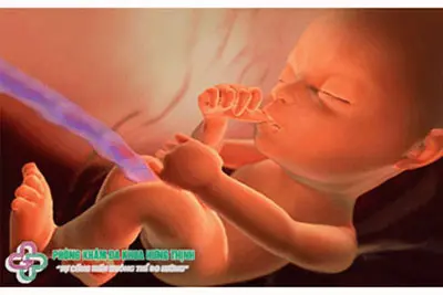 Mang thai 13 tuần - 16 tuần