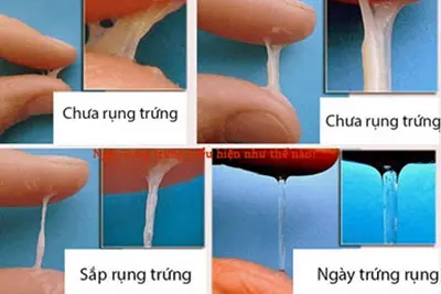Ngày rụng trứng biểu hiện như thế nào?