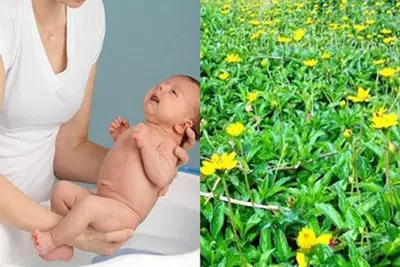 Cây sài đất dùng tắm bé sơ sinh