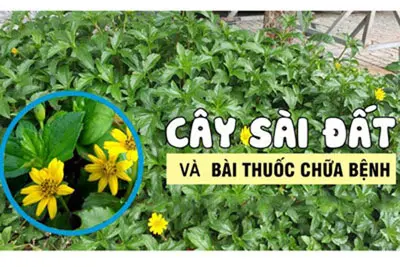 Công dụng tuyệt vời của cây sài đất