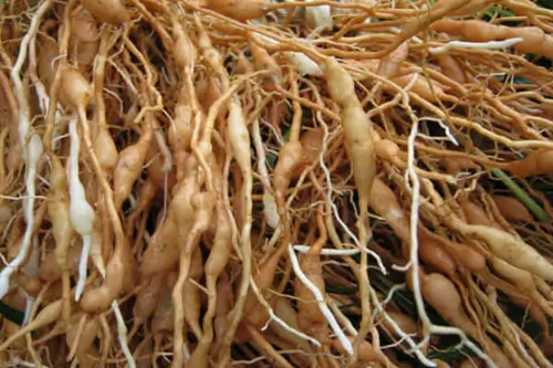 Bài thuốc chữa mụn rộp sinh dục bằng rễ cam thảo