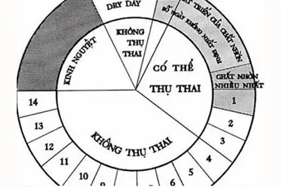 Cách tính ngày rụng trứng nếu kinh nguyệt không đều