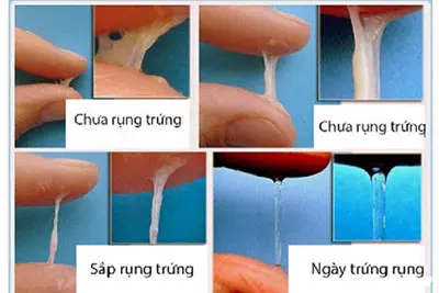 Cách tính ngày rụng trứng