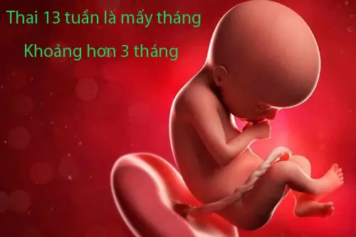 Thai 13 tuần là mấy tháng
