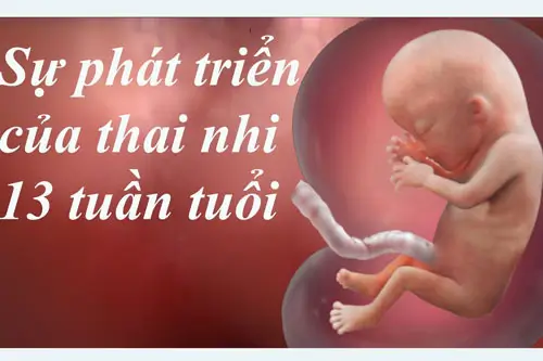 Sự phát triển của thai nhi 13 tuần tuổi