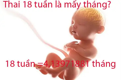 Thai 18 tuần là mấy tháng