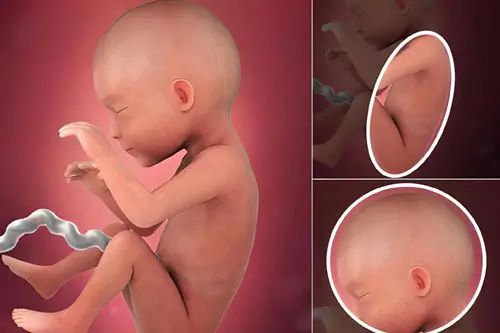 Thai nhi 24 tuần thay đổi như thế nào?