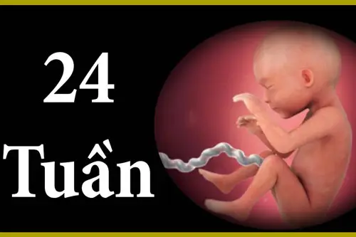 Hình ảnh thai nhi tuần thứ 24 phát triển như thế nào?