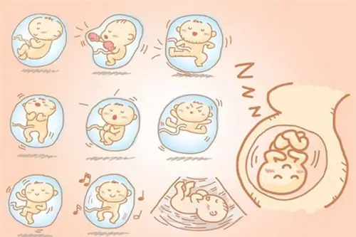 Quá trình phát triển của thai 21 tuần tuổi