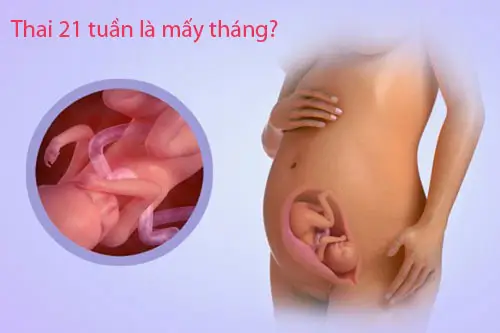 Thai 21 tuần là mấy tháng