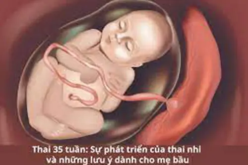 Sự phát triển của thai nhi 35 tuần tuổi