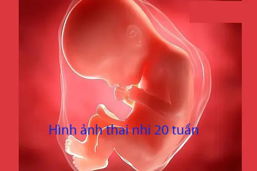 Thai 20 tuần là mấy tháng