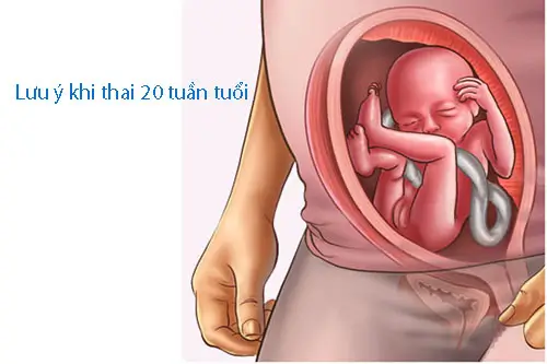 Lưu ý khi thai 20 tuần tuổi