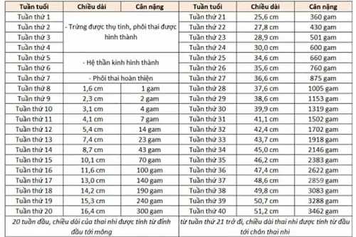 Chỉ số thai 22 tuần