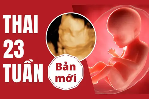 Thai 23 tuần là mấy tháng