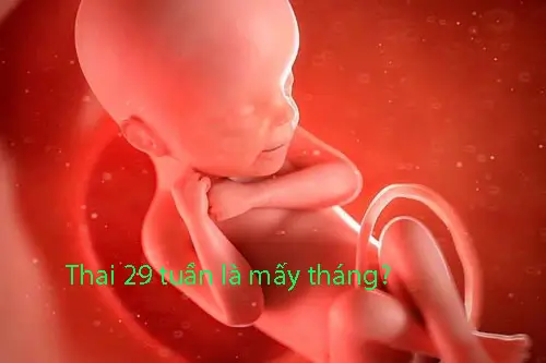 Thai 29 tuần là mấy tháng