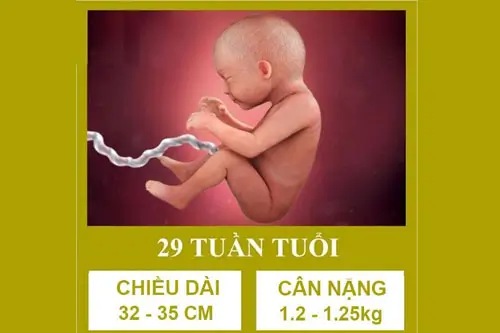 Hình ảnh thai 29 tuần tuổi phát triển như thế nào?