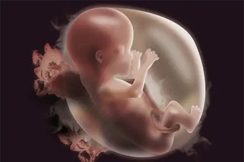 Thai 19 tuần phát triển như thế nào?