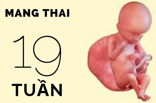 Những lưu ý cần biết khi mang thai 19 tuần tuổi