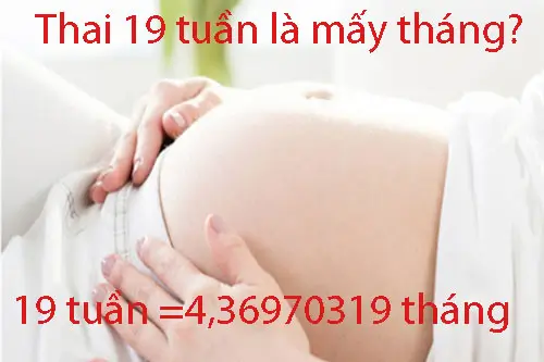 Thai 19 tuần là mấy tháng