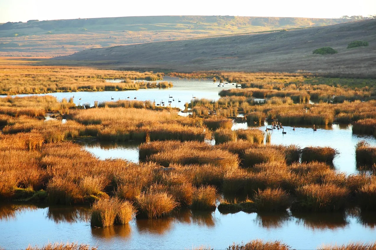 Can indicator species help scale regeneration?