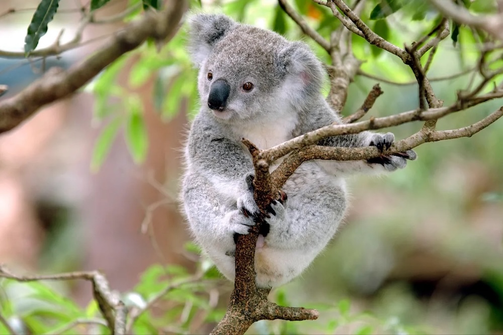 From a flyer to nearly 500,000 trees: How Bangalow Koalas is restoring critical habitat