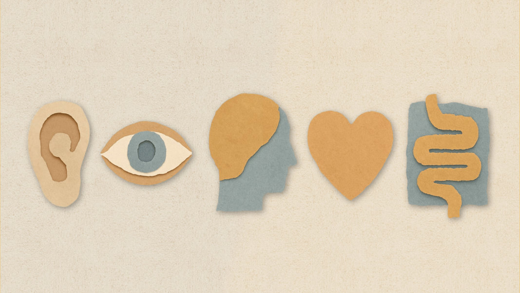 A torn-paper style illustration showing five simple icons representing different forms of awareness used in coaching. From left to right, the shapes depict an ear, an eye, a head silhouette, a heart, and a stylised gut. Each icon is made from layered paper textures in warm beige, dusty blue, and soft ochre tones, set against a neutral textured background.