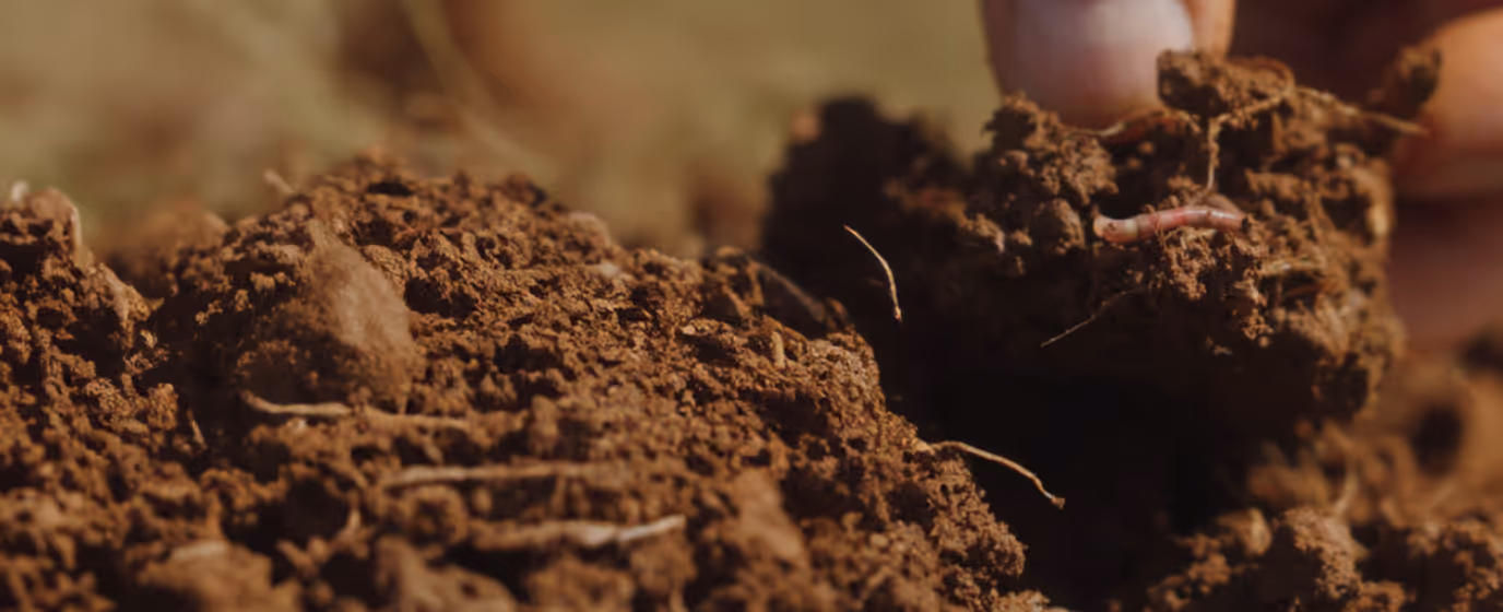 Reifes Weizenfeld, symbolisiert Insetting durch regenerative Landwirtschaft zur Reduktion von CO₂-Emissionen und Förderung nachhaltiger Lieferketten.