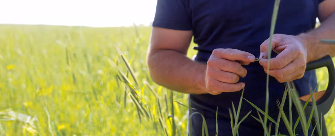Ripe wheat field symbolizes insetting through regenerative agriculture to reduce CO₂ emissions and promote sustainable supply chains.