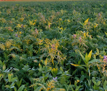 Cover crops in a field