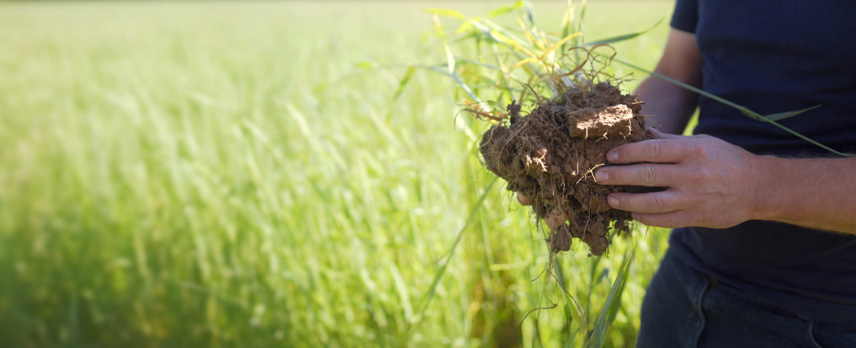 Reifes Weizenfeld, symbolisiert Insetting durch regenerative Landwirtschaft zur Reduktion von CO₂-Emissionen und Förderung nachhaltiger Lieferketten.