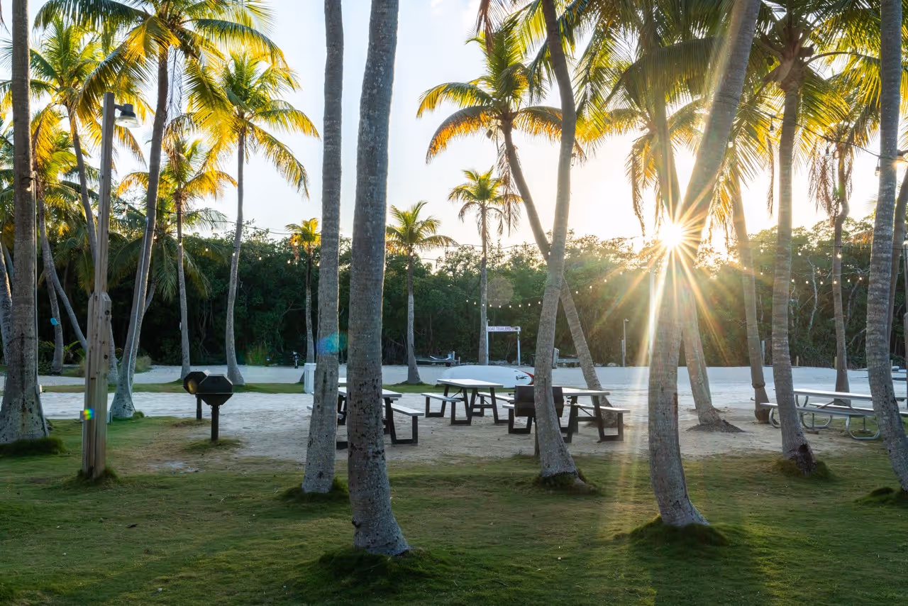 The Kon Tiki Resort lawn area and beach area with large palms and picnic tables.