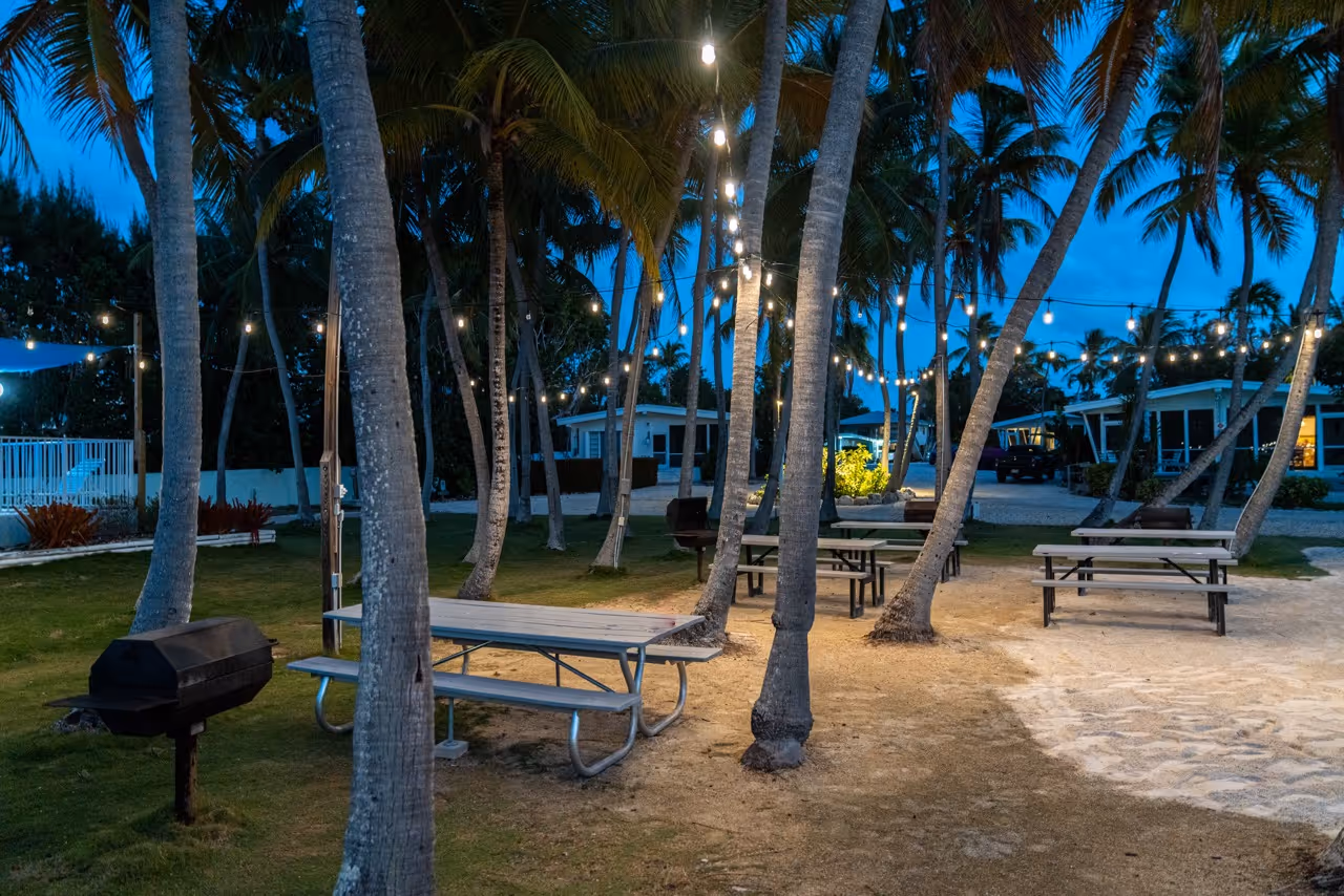 Lawn area at night with lights on the palms.