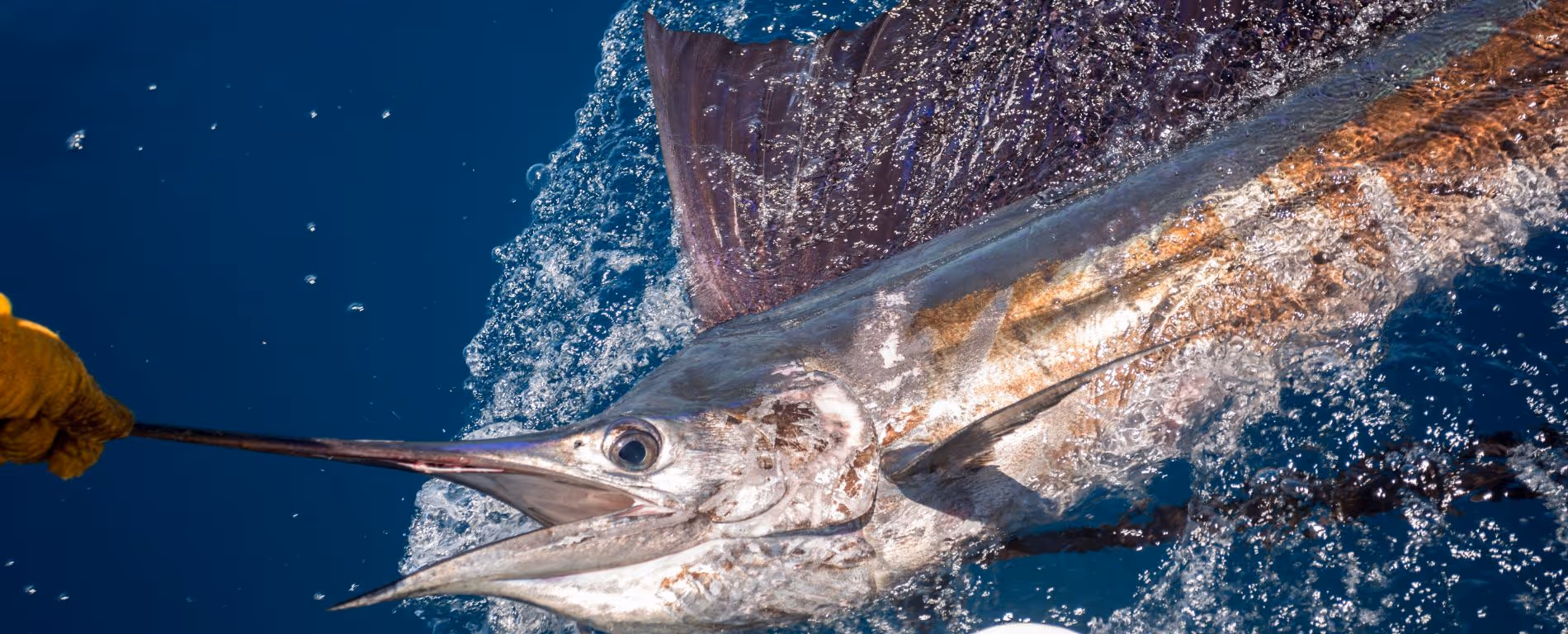Sailfishing in the Florida Keys