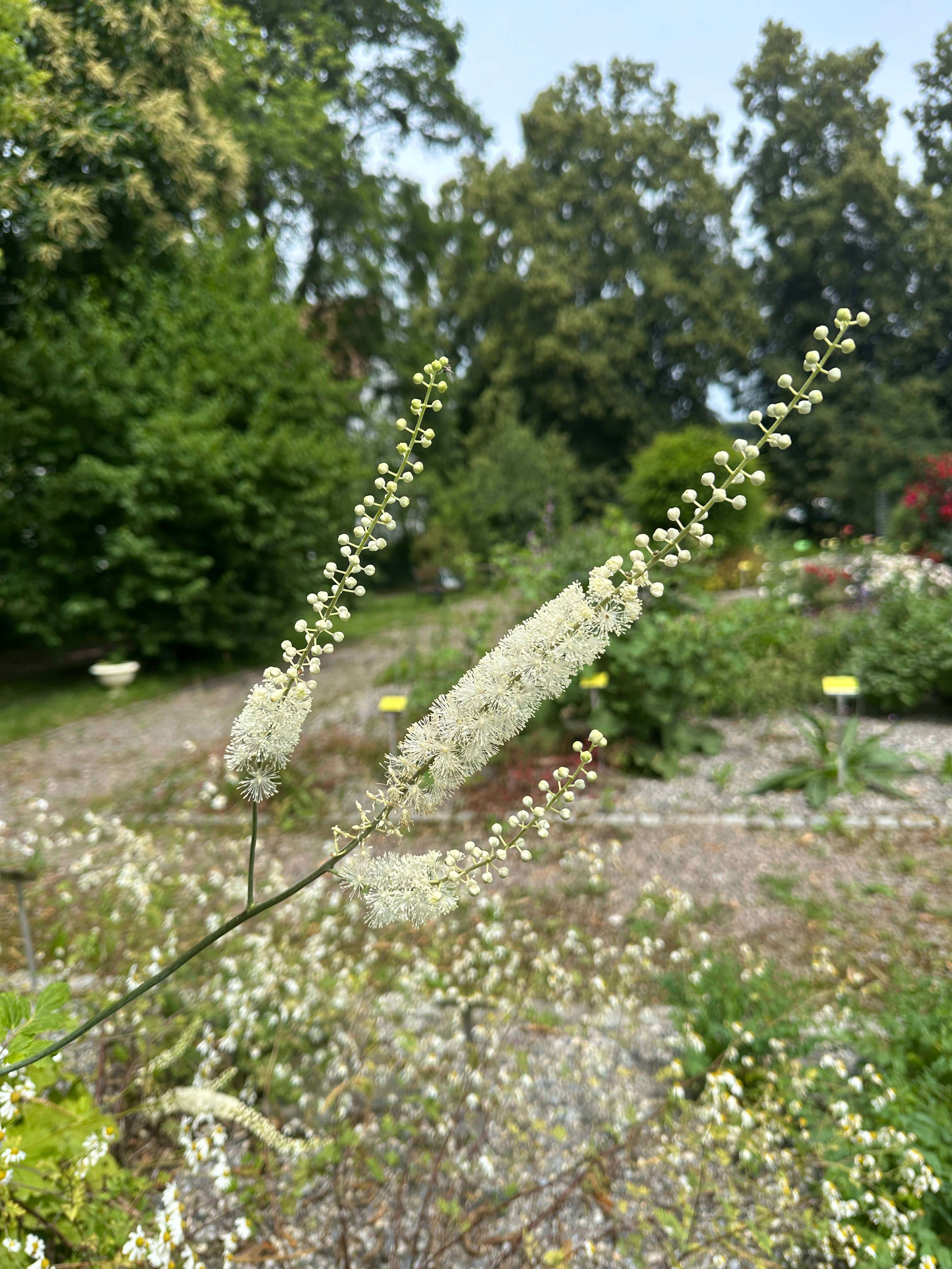 Giardino delle erbe Klosterhotel Mariastein