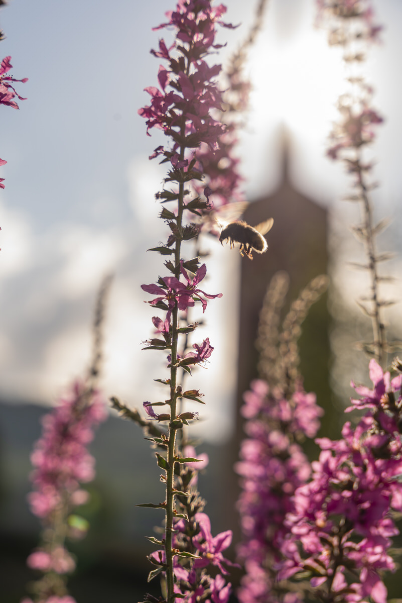 Gasthaus-Traube-Buchs-Garten