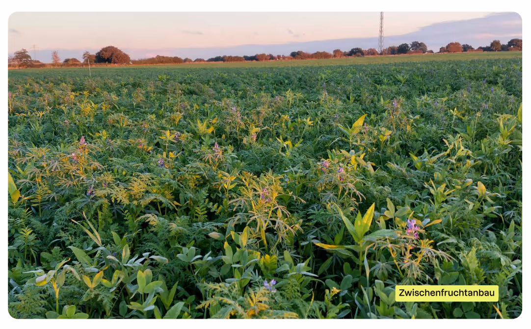 Zwischenfrüchte auf dem Feld
