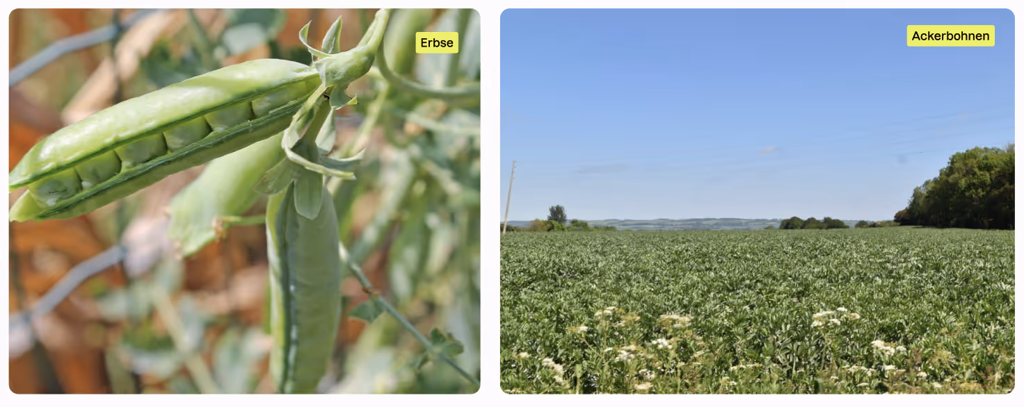 Erbsenschote Nahaufnahme (links), Ackerbohnenfeld in Blüte (rechts)