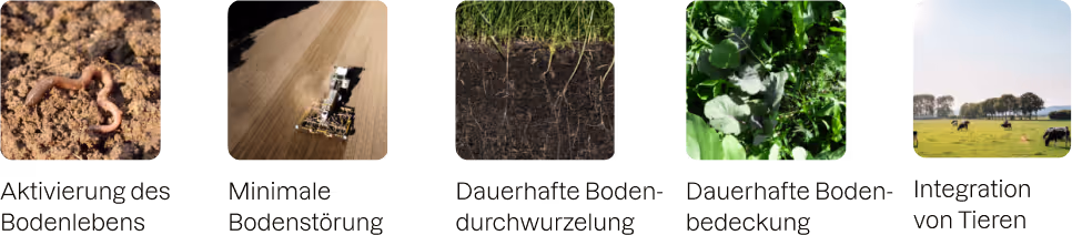 Schaubild: 5 Prinzipien der Regenerativen Landwirtschaft
