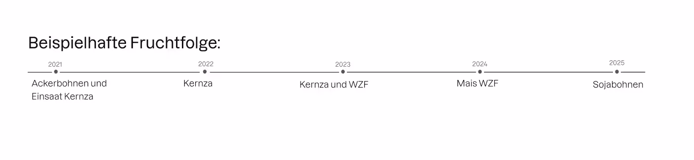 Beispielhafte Fruchtfolge mit mehrjährigem Getreide