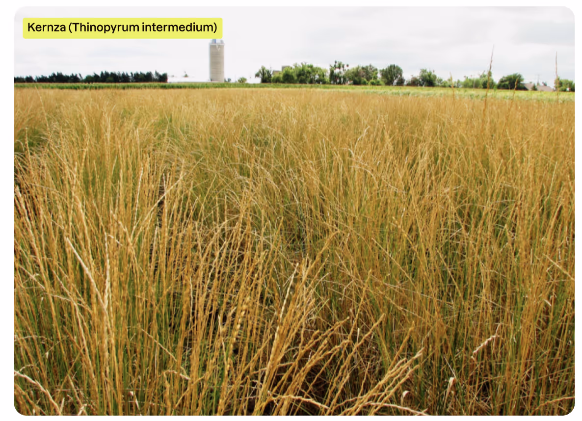 Feld mit Kernza