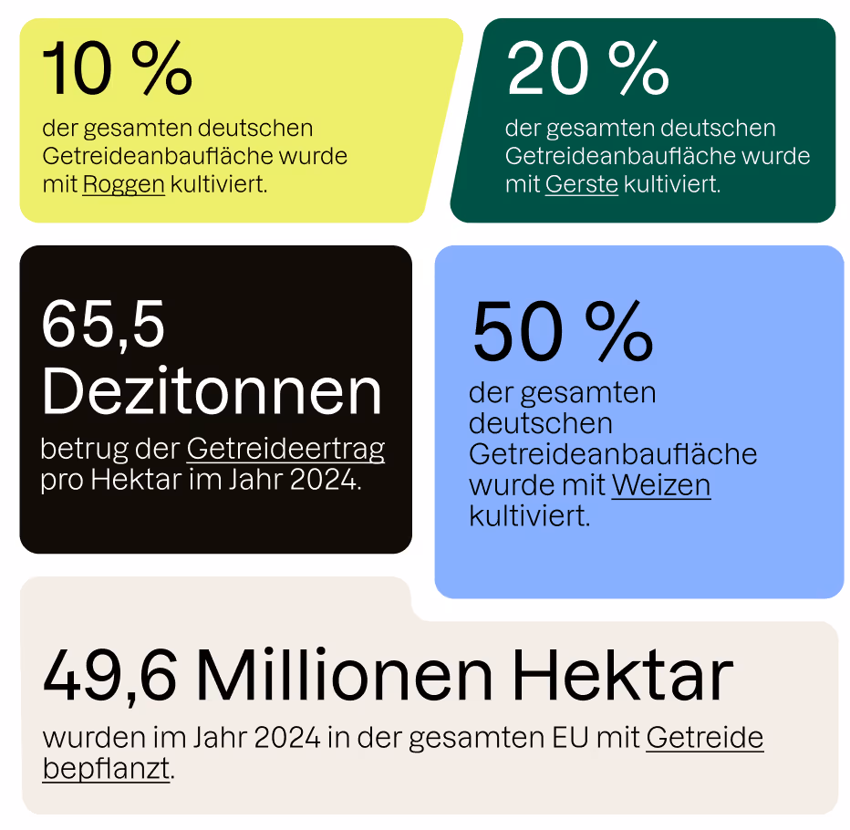 Infobox: Zahlen und Fakten zum Getreideanbau in der EU