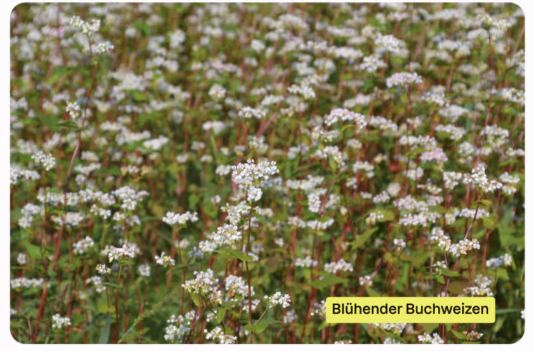 Blühender Buchweizen