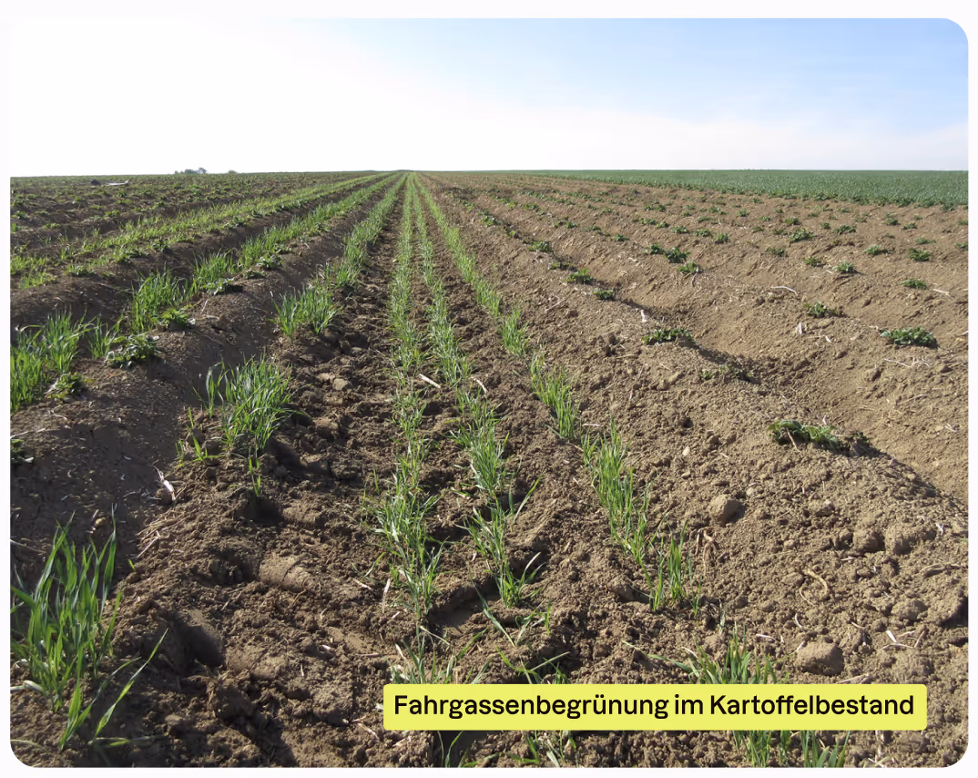 Begrünte Fahrgassen zwischen Kartoffeldämmen
