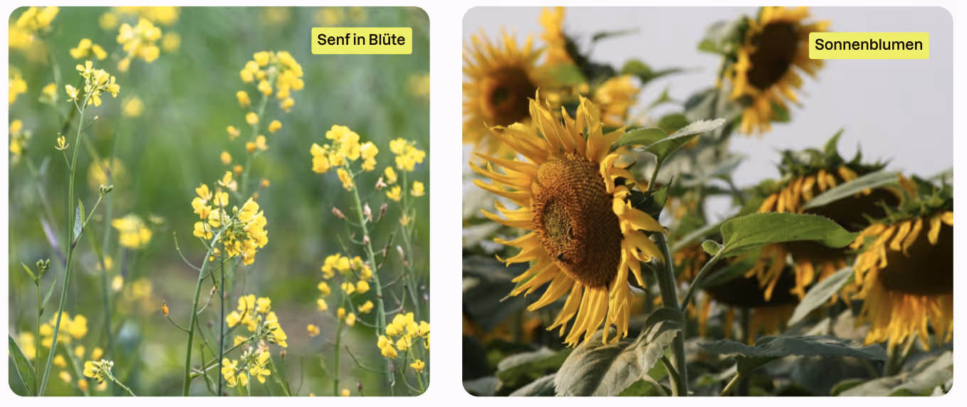 Senf und Sonnenblume auf dem Feld