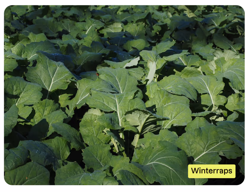 Dichter Winterraps